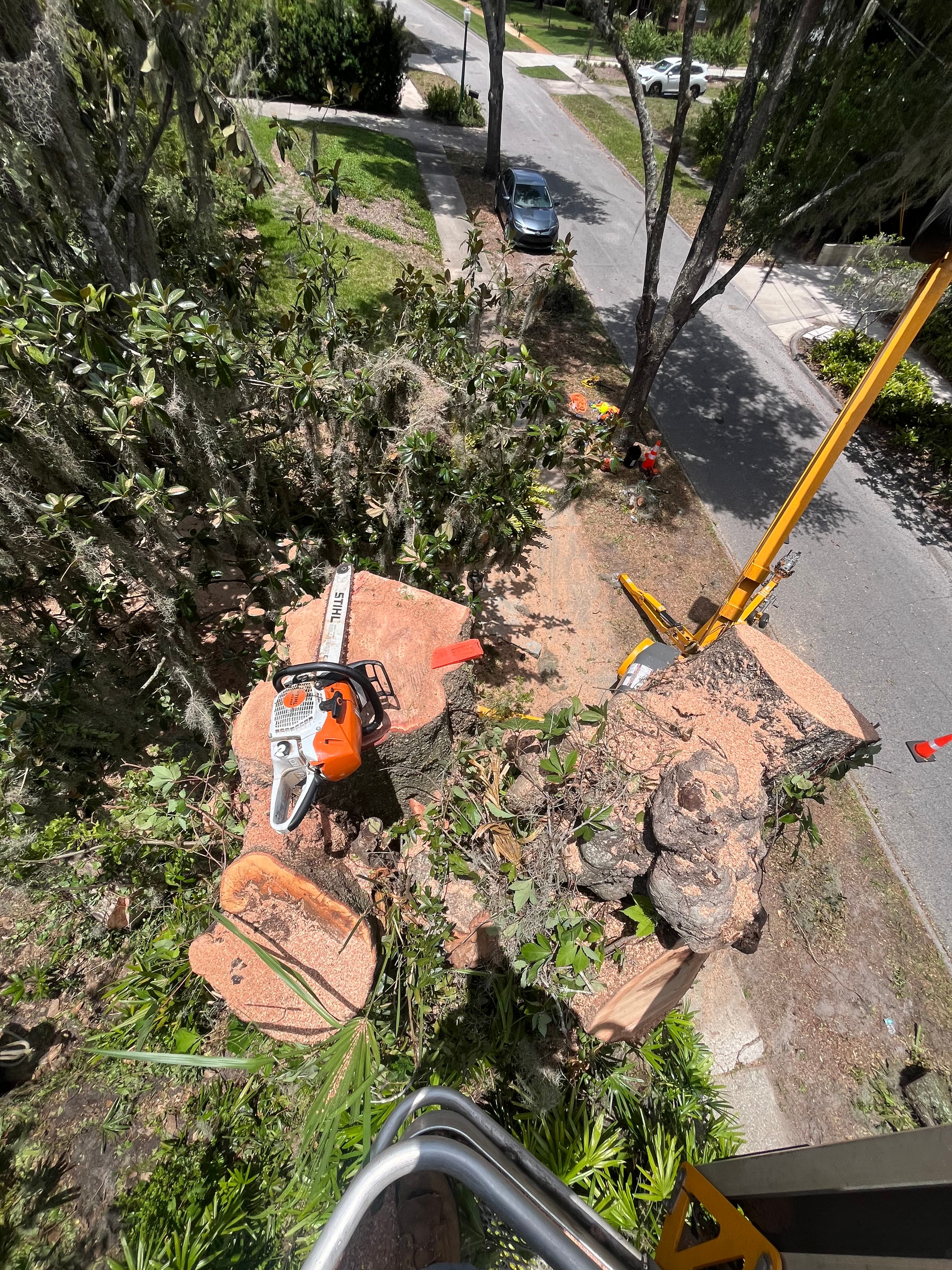 Tree Services in Port Orange FL