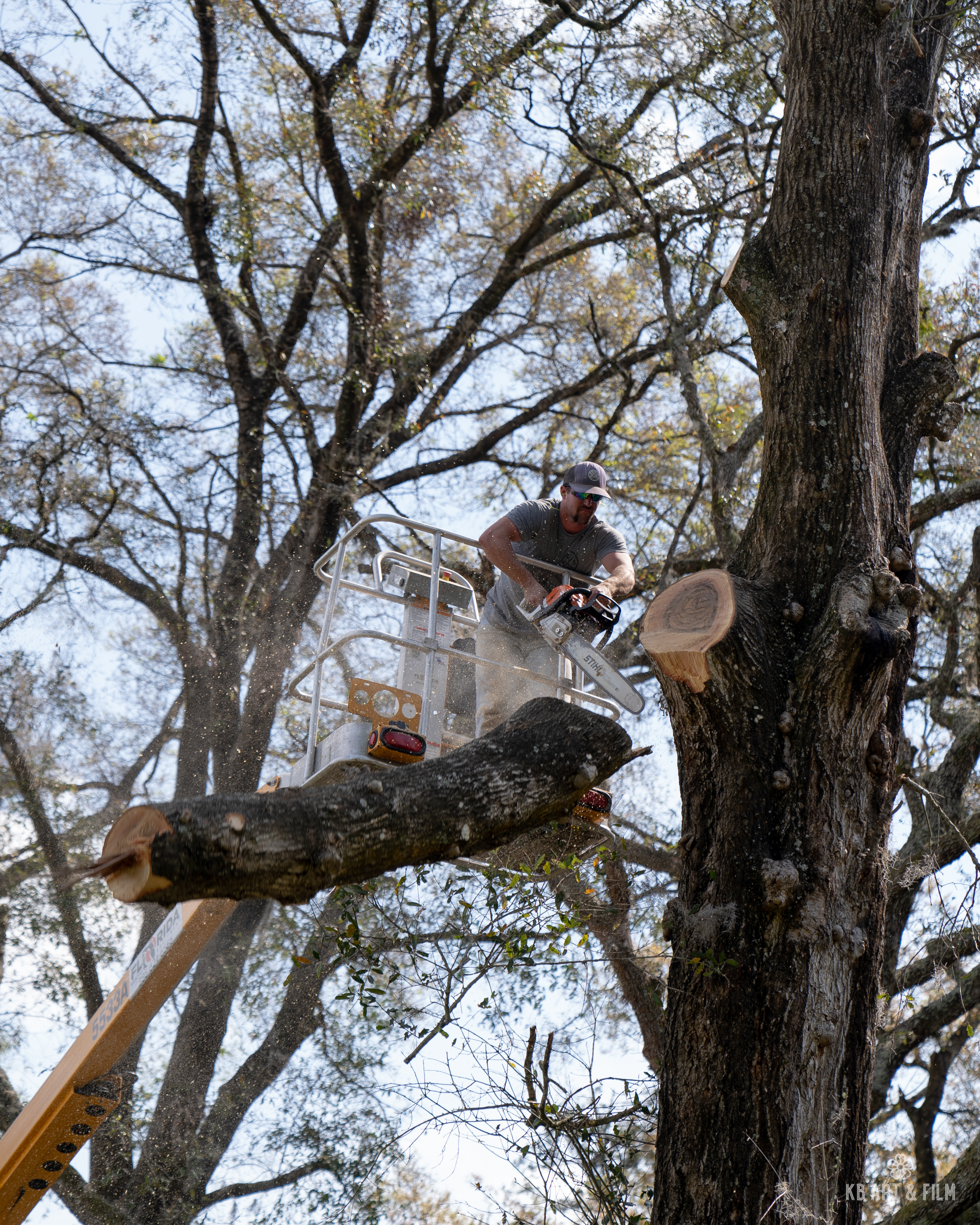 Tree trimming and removal