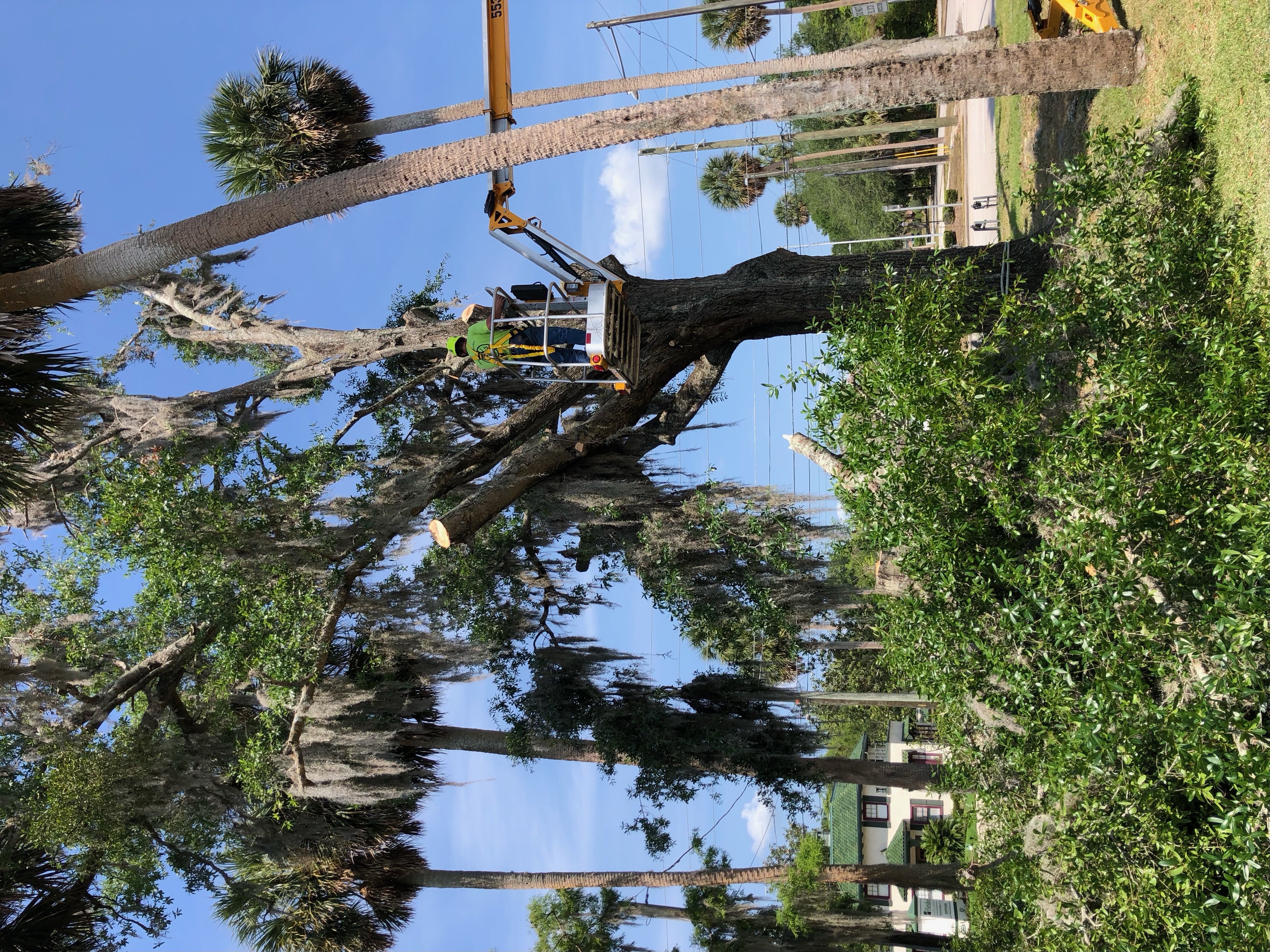 Tree work being performed safely around a home.